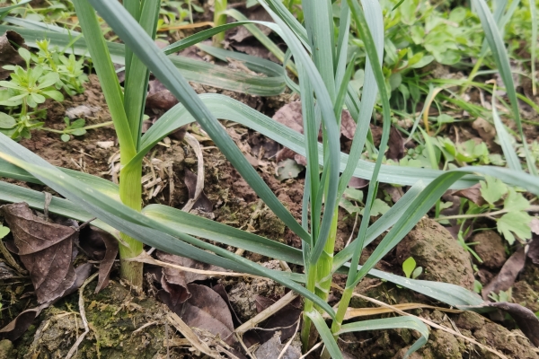蒜苗的功效与作用、禁忌和食用方法