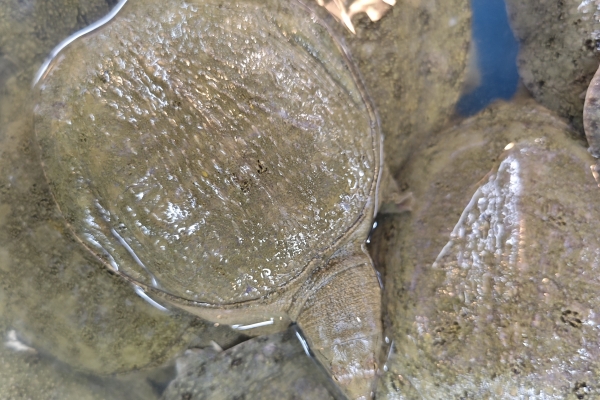 甲鱼的功效与作用、禁忌和食用方法