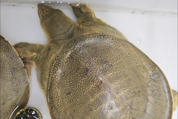 甲鱼的功效与作用、禁忌和食用方法