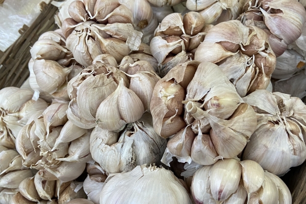 野蒜的功效与作用、禁忌和食用方法