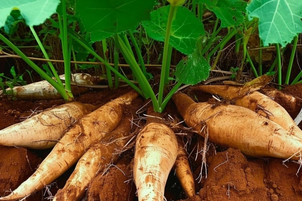 雪莲果的功效与作用、禁忌和食用方法
