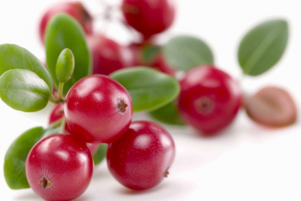 蔓越莓的功效与作用、禁忌和食用方法