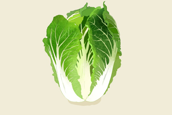白菜的功效与作用、禁忌和食用方法