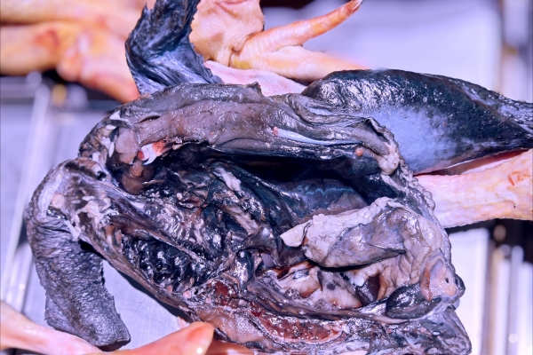 乌鸡的功效与作用、禁忌和食用方法