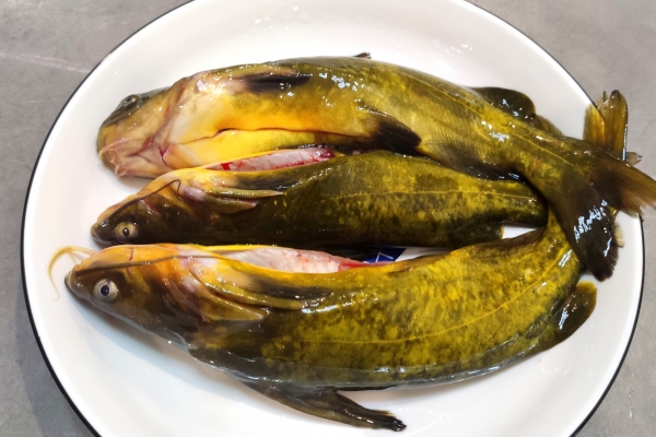 黄骨鱼的功效与作用、禁忌和食用方法