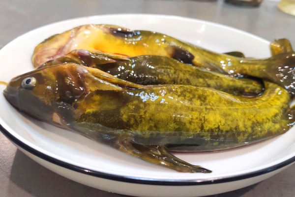 黄骨鱼的功效与作用、禁忌和食用方法