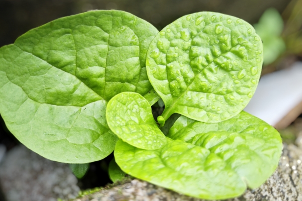 木耳菜的功效与作用、禁忌和食用方法