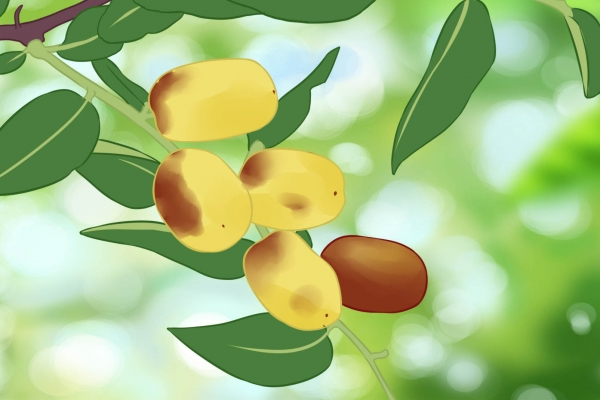 拐枣的功效与作用、禁忌和食用方法