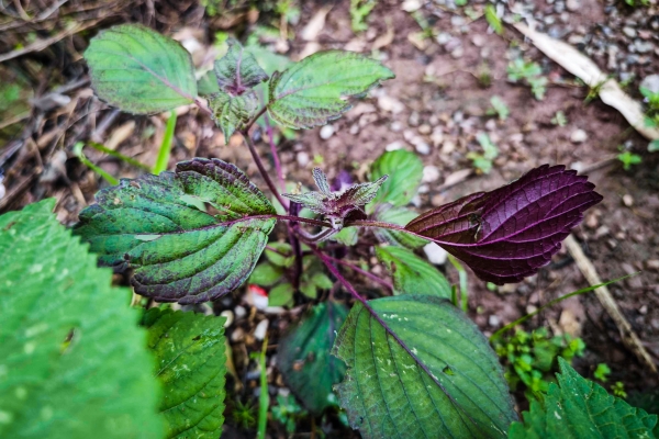 紫苏的功效与作用、禁忌和食用方法