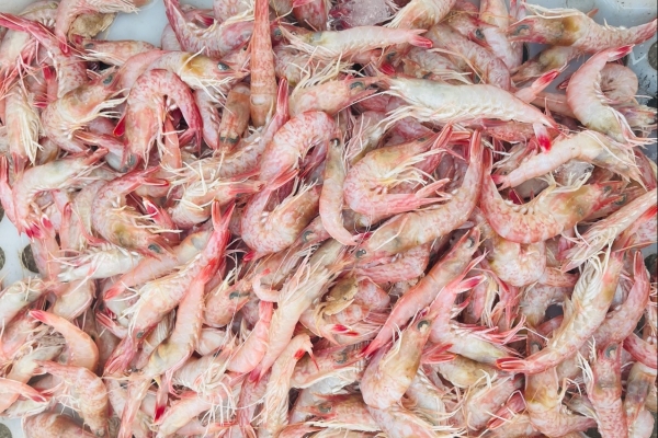 虾皮的功效与作用、禁忌和食用方法