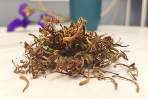 金银花茶的功效与作用、禁忌和食用方法