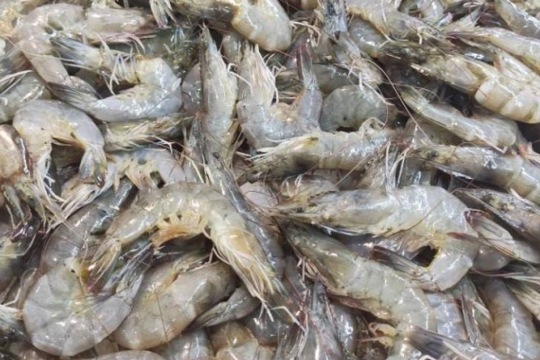 虾皮的功效与作用、禁忌和食用方法