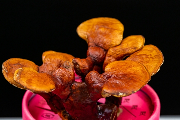 灵芝孢子粉的功效与作用、禁忌和食用方法