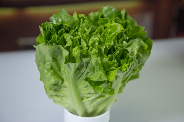 生菜的功效与作用、禁忌和食用方法