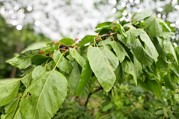 桑叶的功效与作用、禁忌和食用方法