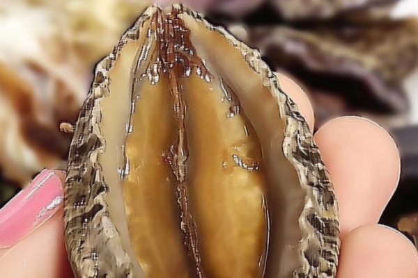 鲍鱼的功效与作用、禁忌和食用方法