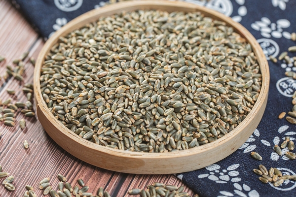 大麦的功效与作用、禁忌和食用方法