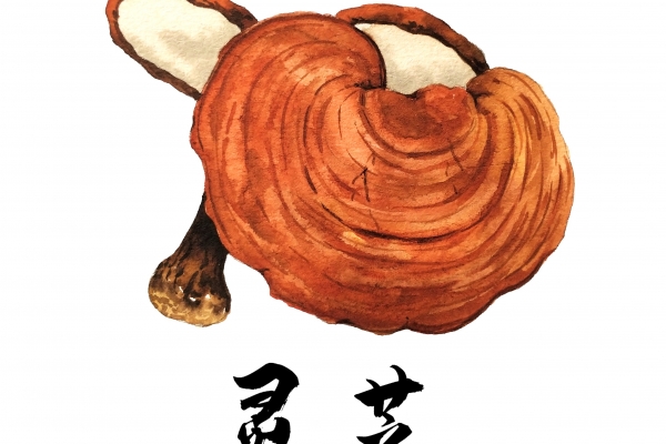 灵芝的功效与作用、禁忌和食用方法