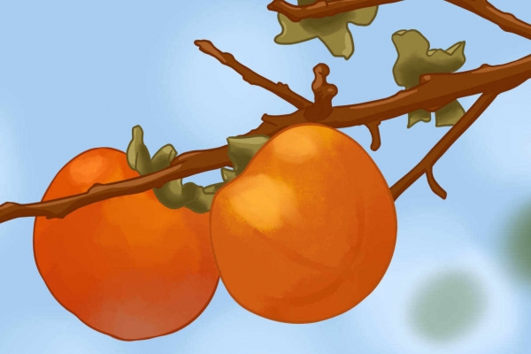 羊肉与柿子相克吗