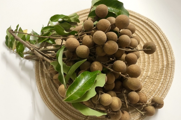 孕期能吃桂圆吗