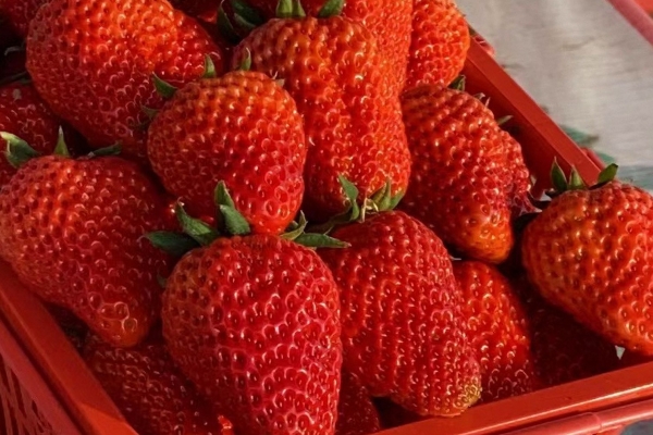 感冒能吃草莓吗