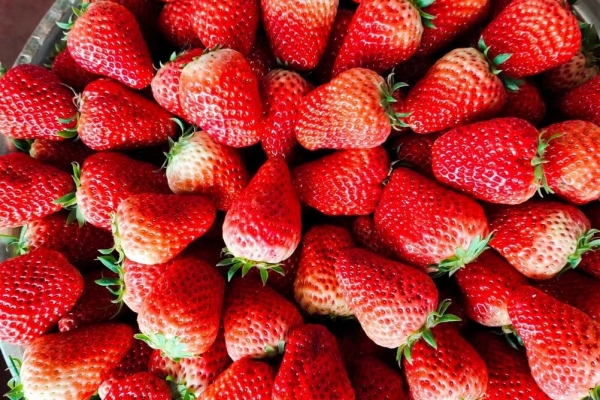 草莓和牛奶可以一起吃吗