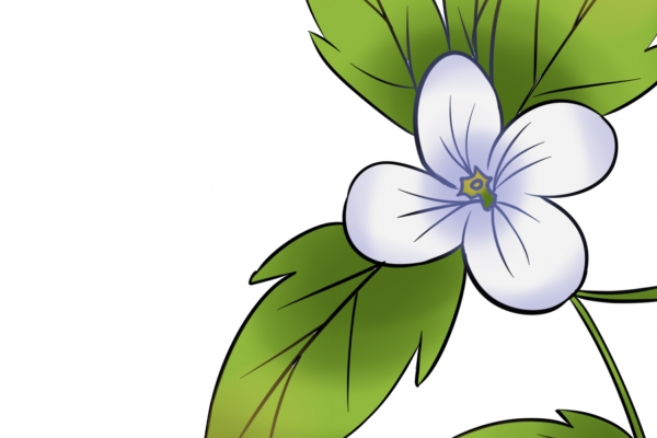 老鹳草可以炒菜吃吗