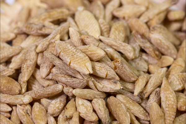 麦冬降火怎样吃最快