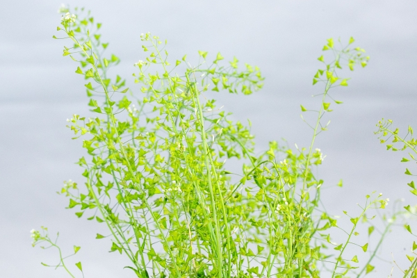 荠菜又叫什么菜