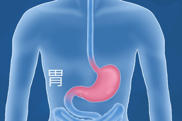 胃在人体哪个位置