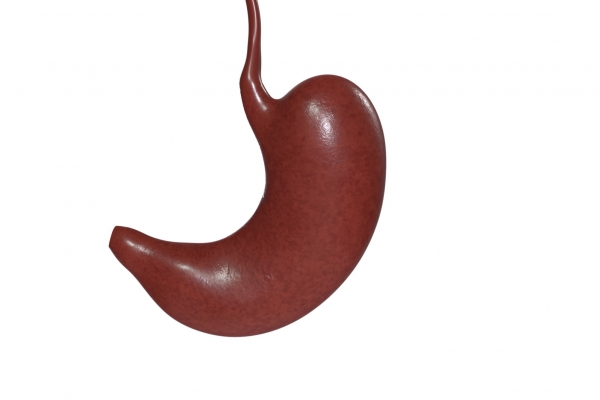 胃在人体哪个位置