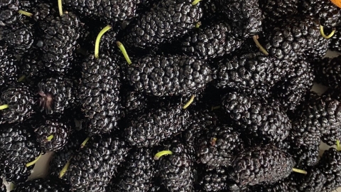 4类人群不宜吃桑葚