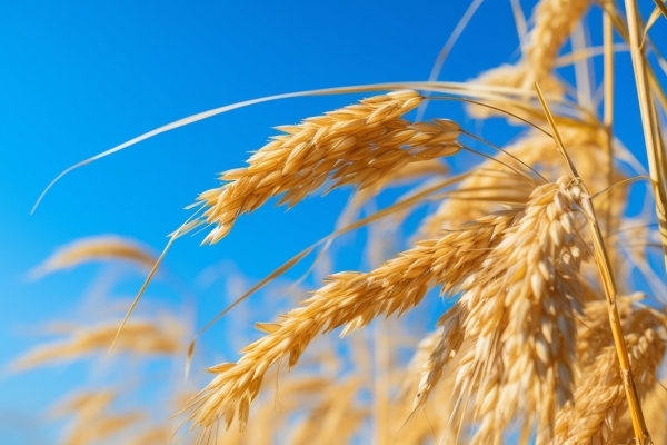 节气小满是什么意思