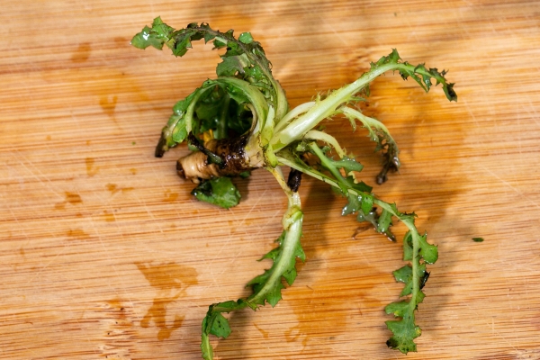 荠菜是什么季节的菜