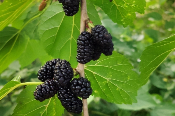 桑葚什么季节成熟