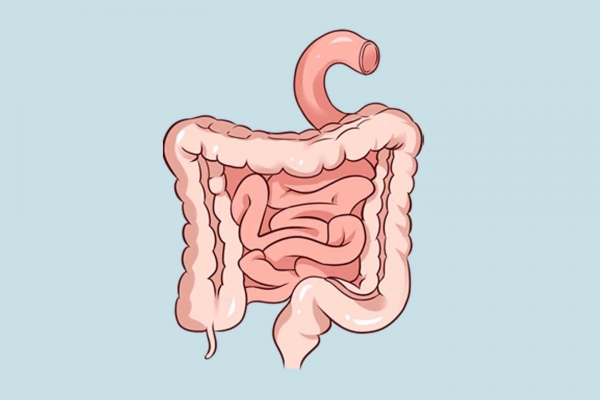 白头翁可以治疗肠粘膜吗
