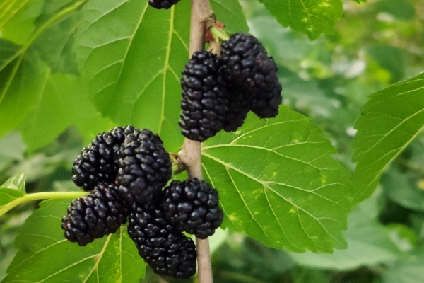 桑葚几月份成熟