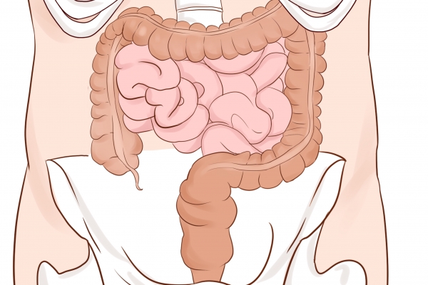 白头翁可以治肠溃疡吗
