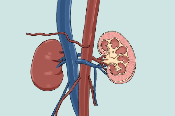 白头翁可以治疗肾病吗