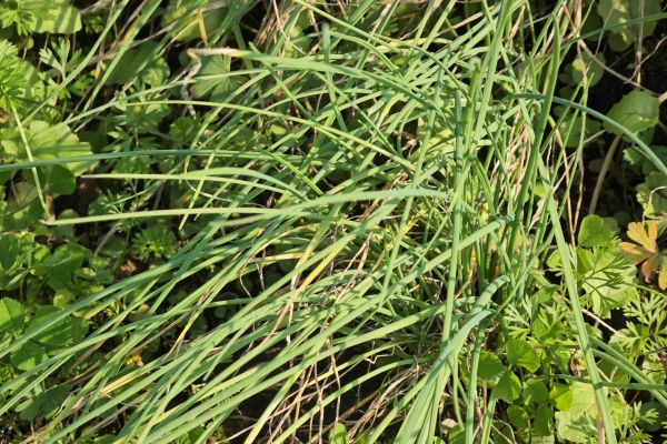 野葱根泡水喝怎么样