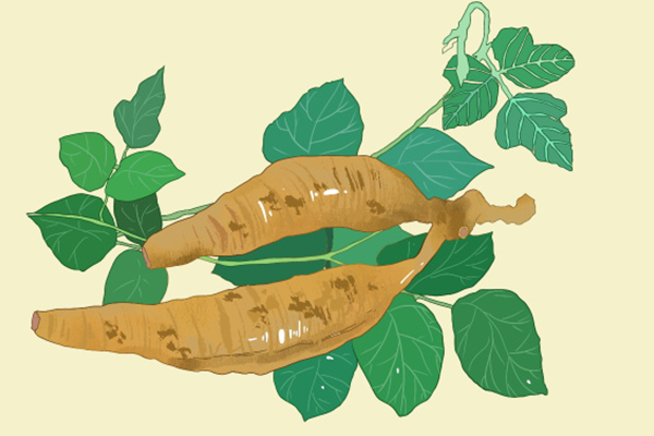 含葛根和桂枝的中成药有哪些