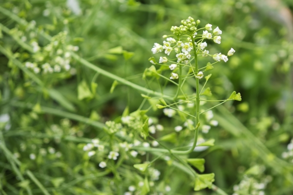 荠菜焯水几分钟