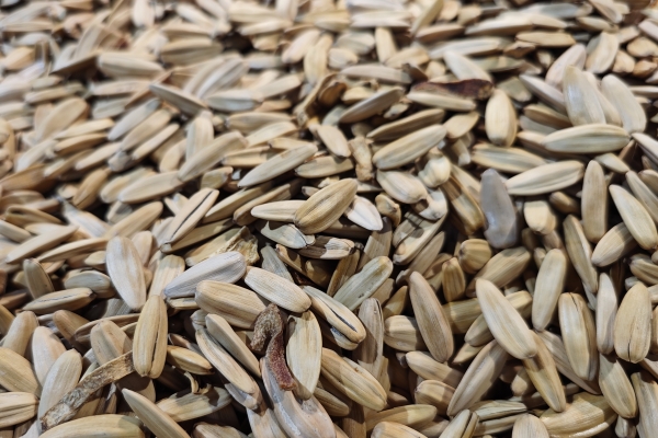 瓜子营养价值及功效