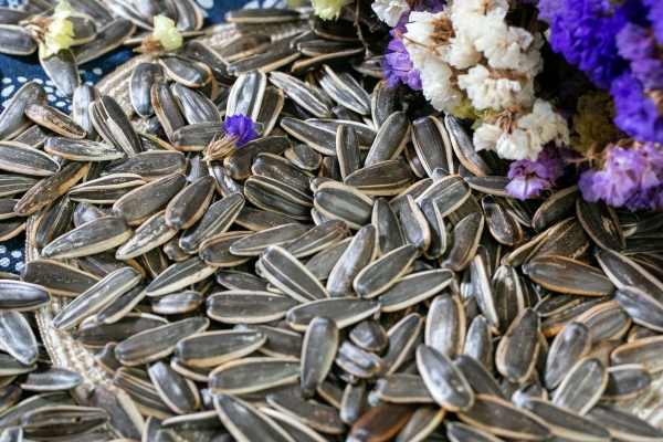 瓜子营养价值及功效