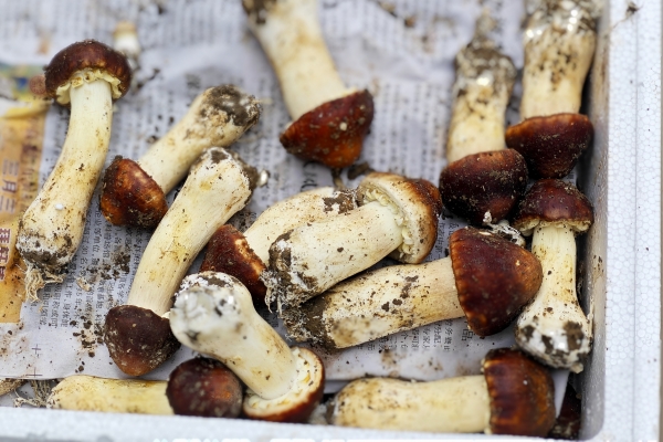 松茸的吃法及做法