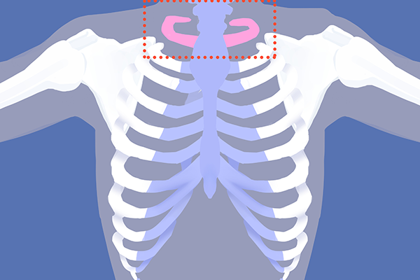 肋骨在哪个位置