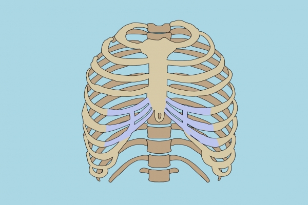 肋骨在哪个位置