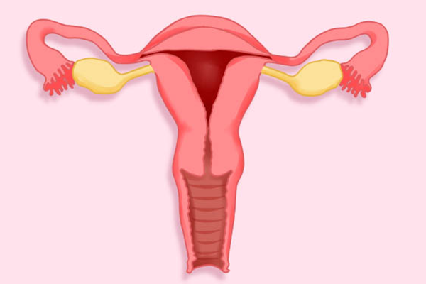 山茱萸与酒萸肉的区别有哪些