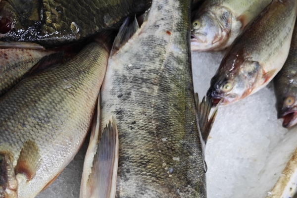 鲢鱼的营养价值及功效