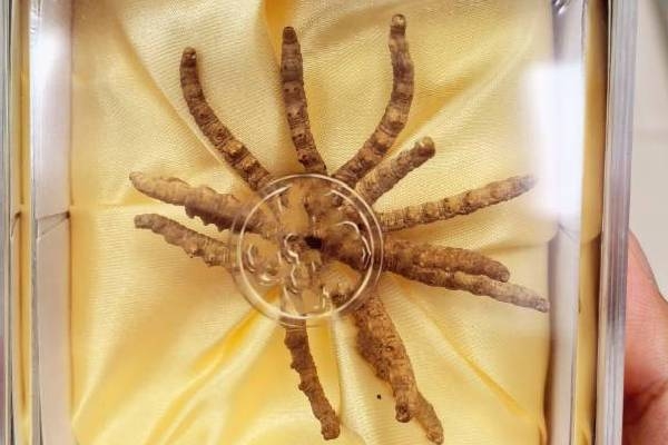 虫草不能和什么一起吃